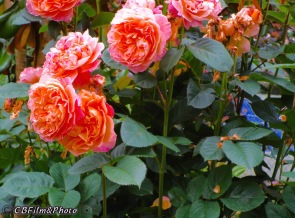 Rose Garden, Portland Oregon